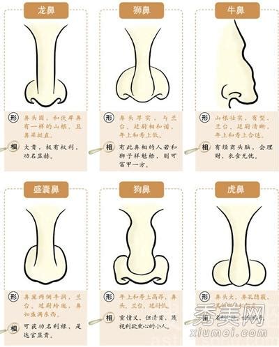 橫紋鼻子上有一條線|鼻相分析10款｜鼻樑有節及橫紋、豬膽鼻、鼻頭下垂代表甚麼？姻 